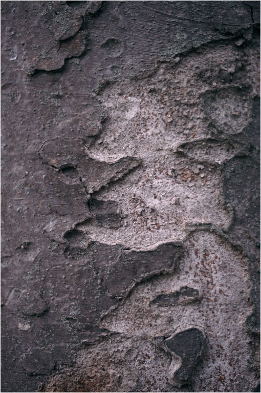 c0168172_17451423.jpg