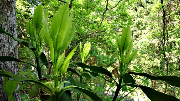 e0385174_17330292.jpg