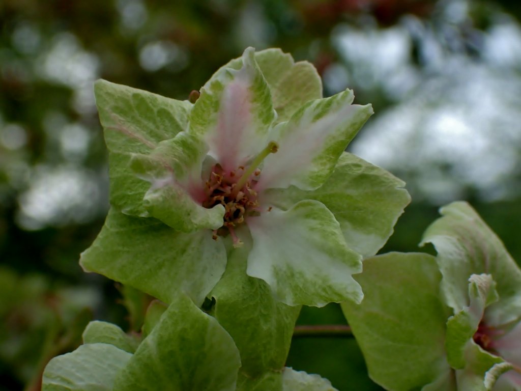 西野緑道　八重桜②　　０５１５_c0183777_5384061.jpg