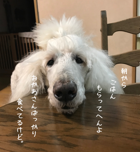 a0216583_23244461.png