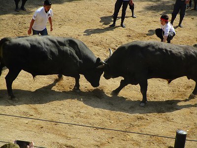 山古志「闘牛大会」観戦_b0092684_16333220.jpg