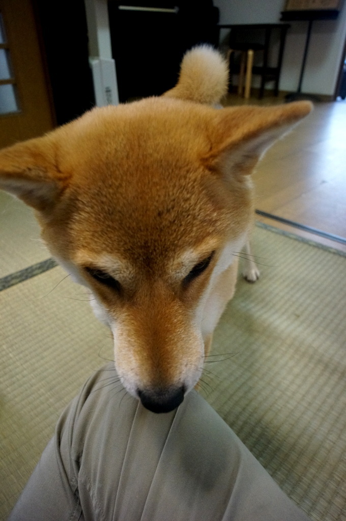子供の日、まずは小岩へ 5/5_c0180686_03252785.jpg