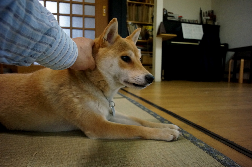 子供の日、まずは小岩へ 5/5_c0180686_03254063.jpg