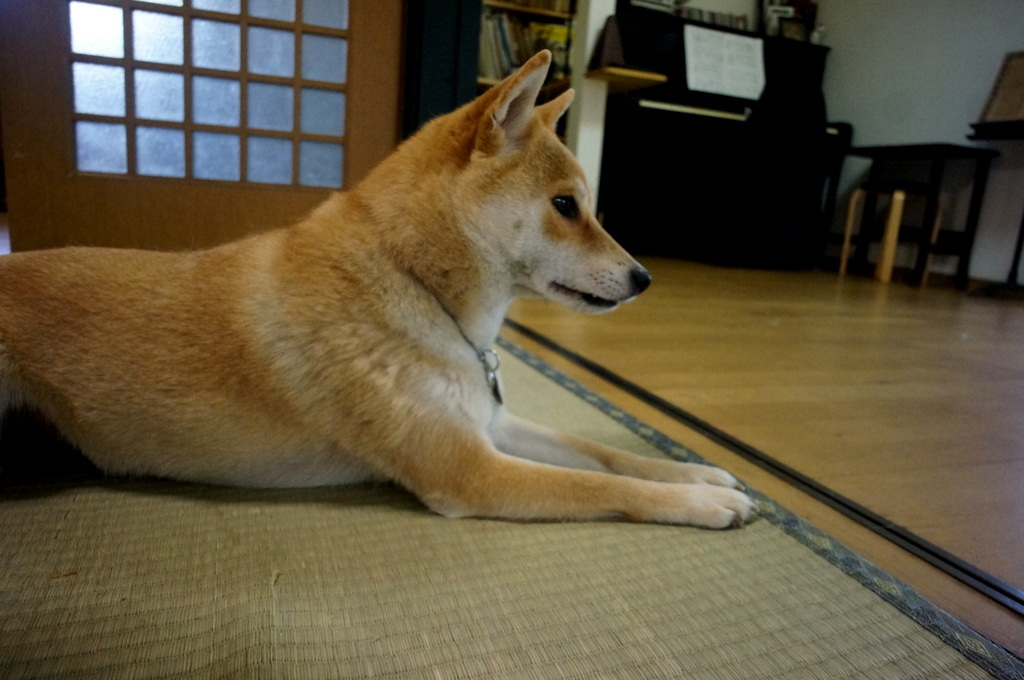 子供の日、まずは小岩へ 5/5_c0180686_03255107.jpg
