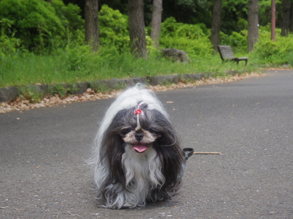 2019.5月　朝ん歩　航空公園♪_d0343687_14164141.jpg