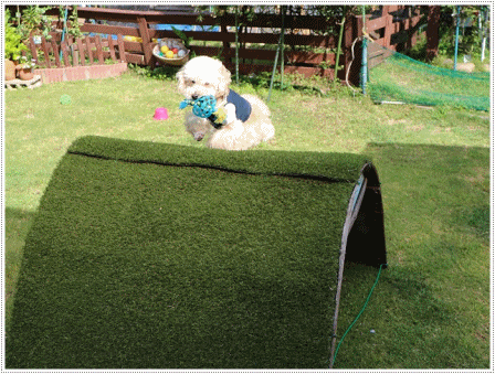 b0175688_20020205.gif