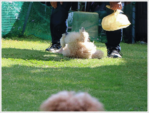 b0175688_20084525.gif