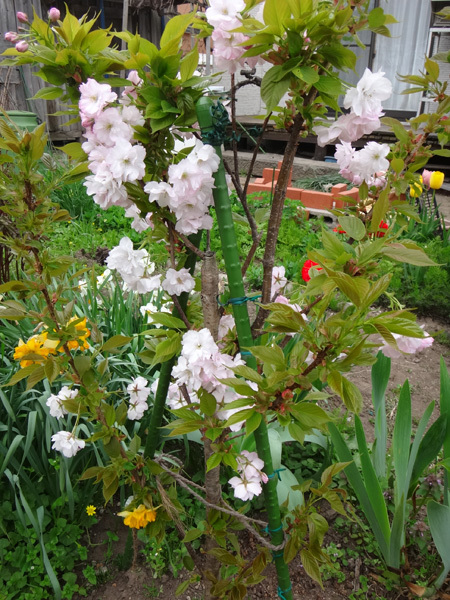 庭の小さな八重桜、ツツジ、庭桜、ひとりで育った花桃など♪_a0136293_16215924.jpg