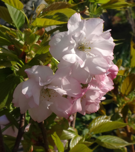 庭の小さな八重桜、ツツジ、庭桜、ひとりで育った花桃など♪_a0136293_16222858.jpg