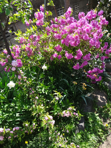 庭の小さな八重桜、ツツジ、庭桜、ひとりで育った花桃など♪_a0136293_16243498.jpg