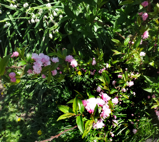 庭の小さな八重桜、ツツジ、庭桜、ひとりで育った花桃など♪_a0136293_16261614.jpg