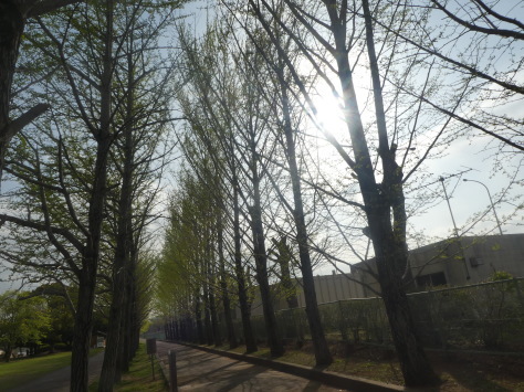 2０19年5月17日　ゴーヤの苗植え　　曾孫の写真　 乙戸6班2019年花見　　　　　　乙戸沼公園の桜　 その9_d0249595_20254716.jpg