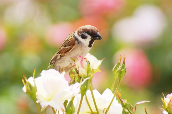 スズメは薔薇のソファーがお気に入り_a0206496_17543169.jpg