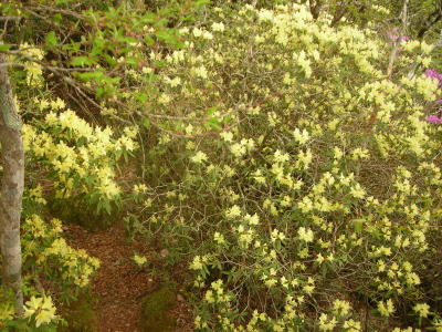 笹ヶ峰(土佐町) ～ キレンゲツツジ / 2008年5月 ～_f0308898_22093043.jpg