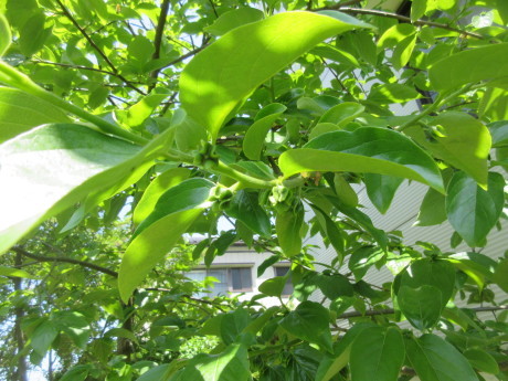 夏日の空．くーねこ脚湯の見学_a0203003_22160375.jpg