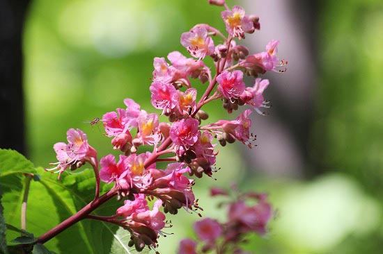 ベニバナハリエンジュ、トチノキなどいろいろ木の花_e0255509_21112962.jpg