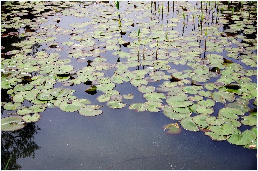 ハス池_c0352813_20541464.jpg