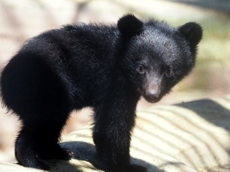 子熊のバッケ 動物園放浪記