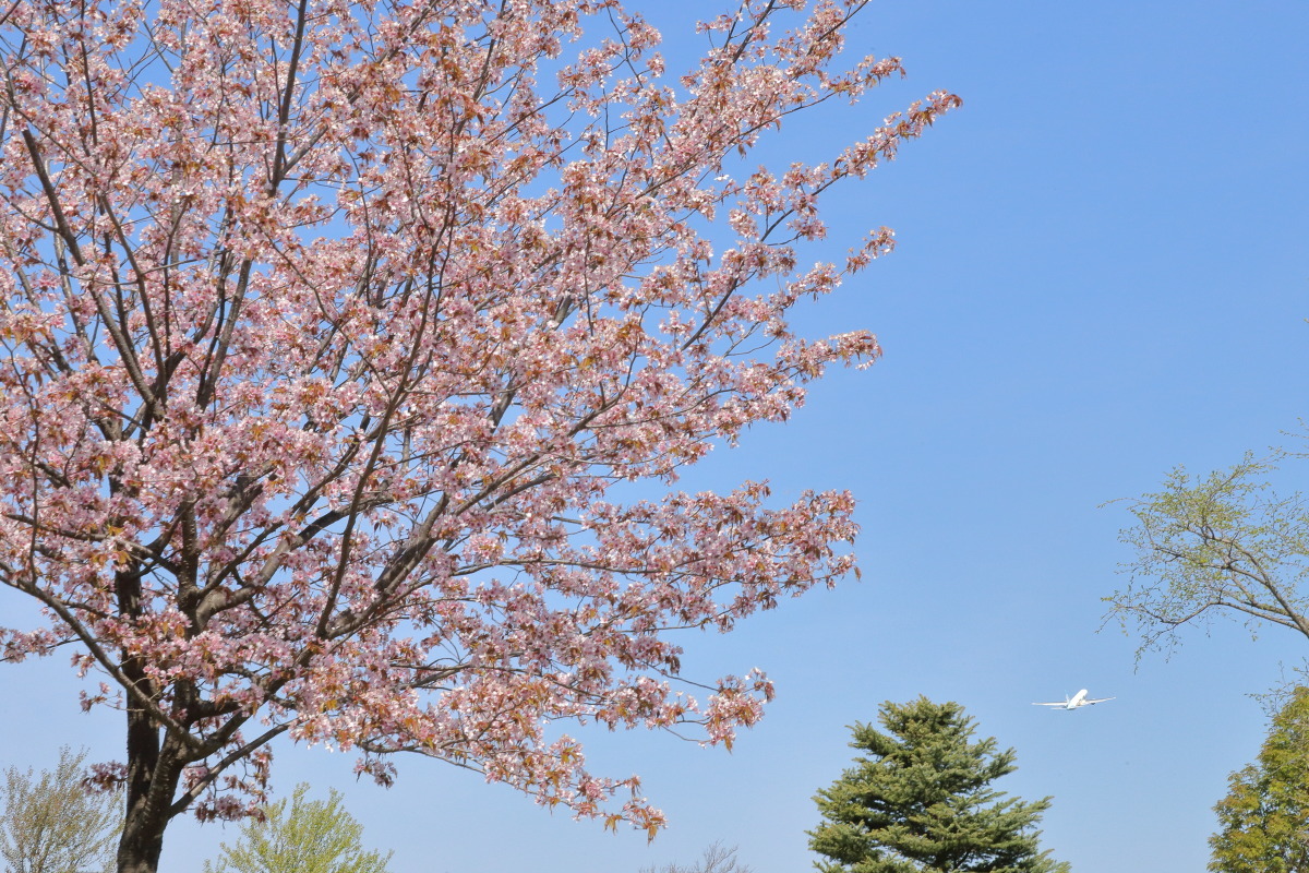 さくら週間もまもなく・・・　～旭川空港～_a0263128_09002784.jpg