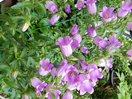 e0033229_18375161.jpg