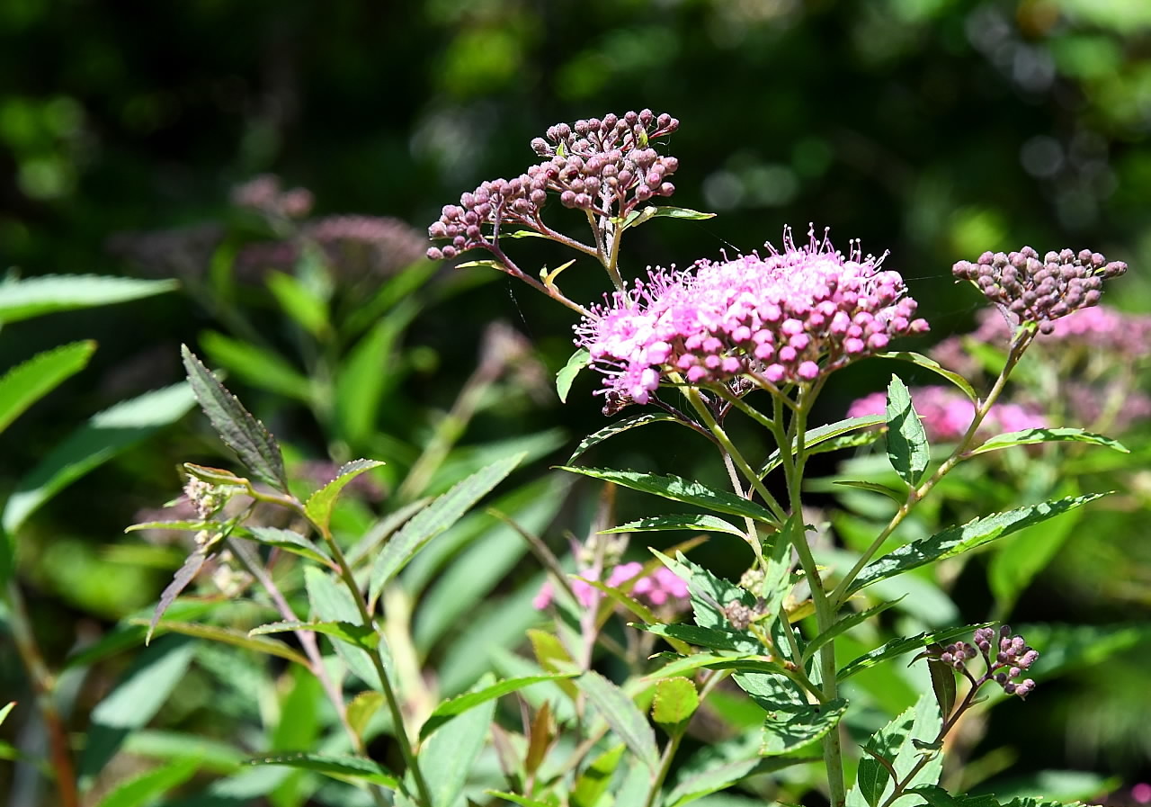 下野の花 白秋の黄昏