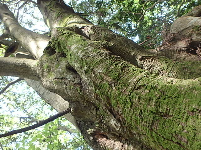 f0334143_6545320.jpg