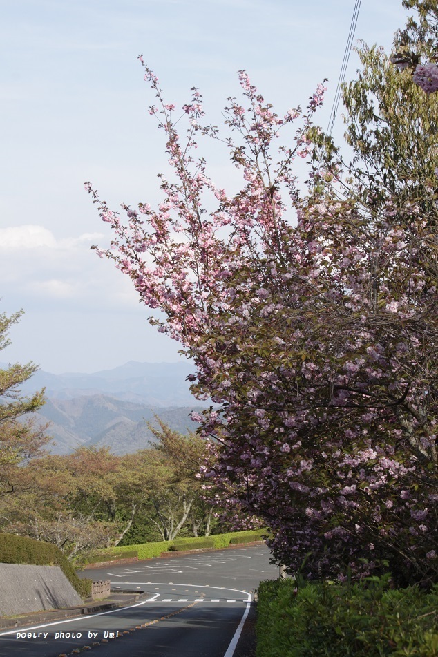 圧倒的桜。平成FINAL～雨のち晴れ～_f0351844_16543681.jpg