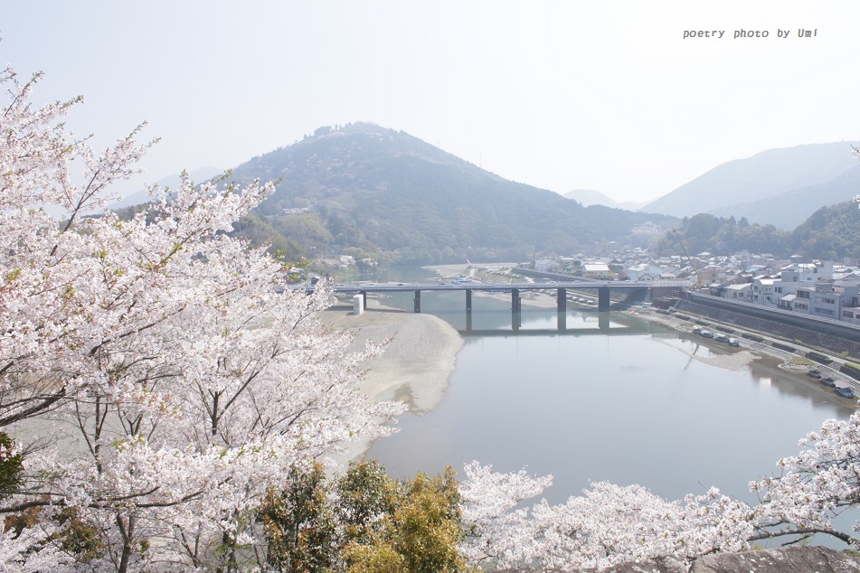 圧倒的桜。平成FINAL～雨のち晴れ～_f0351844_16550679.jpg