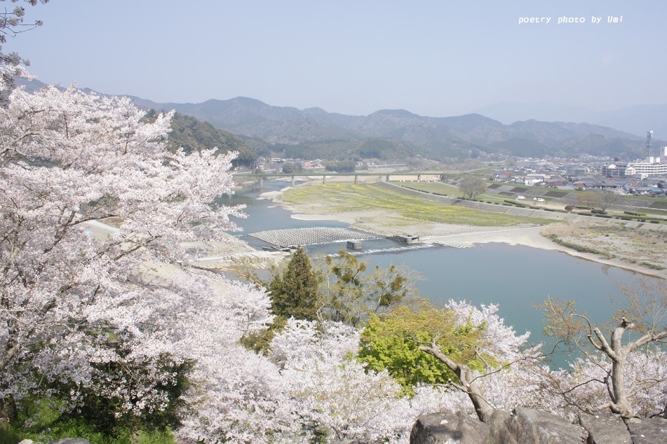 圧倒的桜。平成FINAL～雨のち晴れ～_f0351844_16551440.jpg