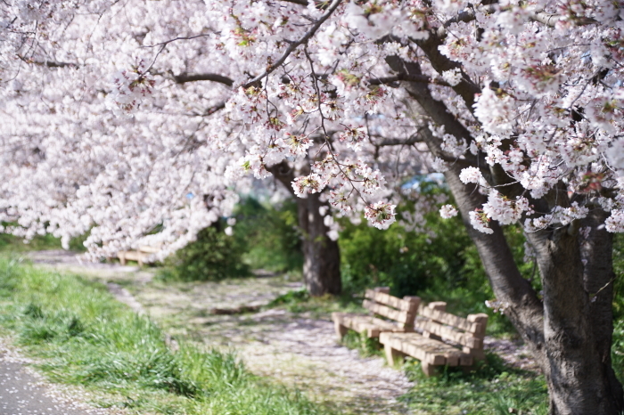 圧倒的桜 晴れの日も 圧倒的桜 晴れの日も