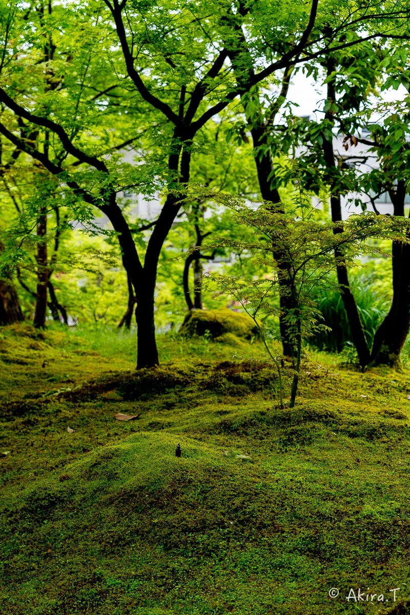 &#127808; 新緑 2019 -3- 永観堂 &#127808;_f0152550_16350807.jpg