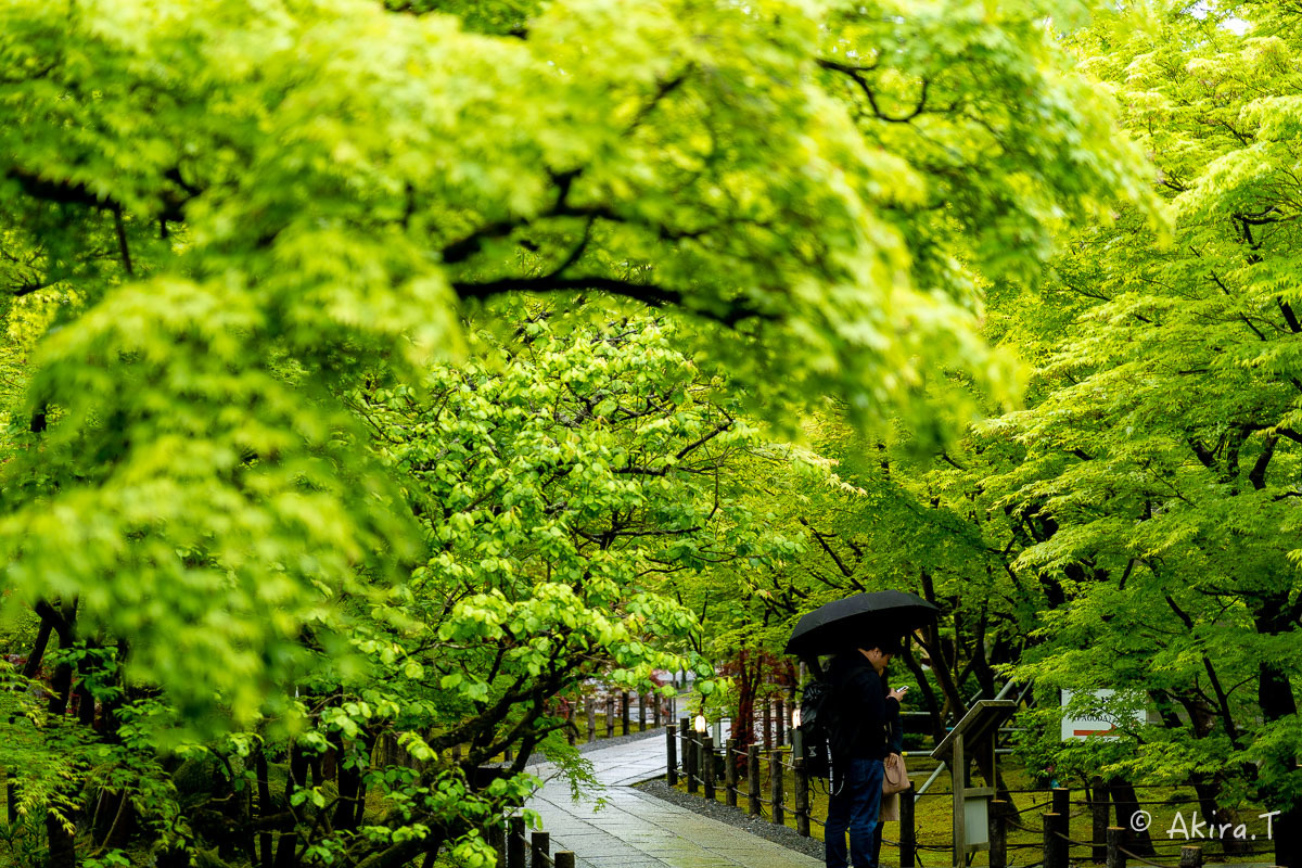 &#127808; 新緑 2019 -3- 永観堂 &#127808;_f0152550_16354447.jpg