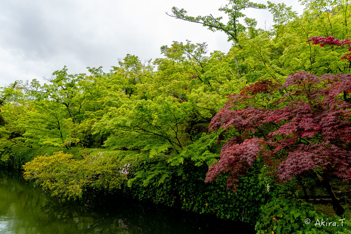 &#127808; 新緑 2019 -3- 永観堂 &#127808;_f0152550_16355979.jpg