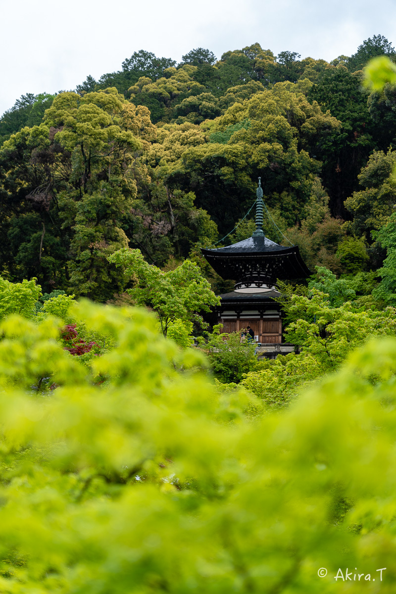 &#127808; 新緑 2019 -3- 永観堂 &#127808;_f0152550_16370920.jpg