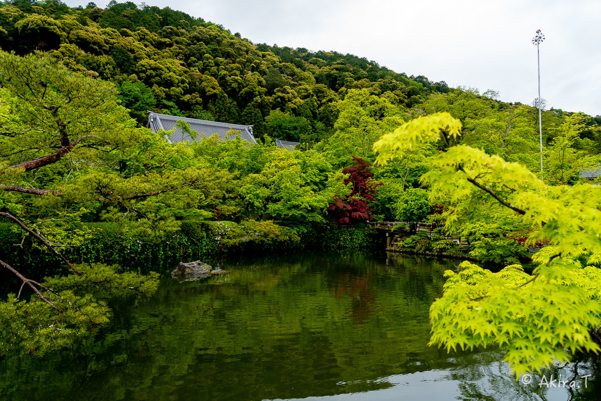 &#127808; 新緑 2019 -3- 永観堂 &#127808;_f0152550_16373800.jpg