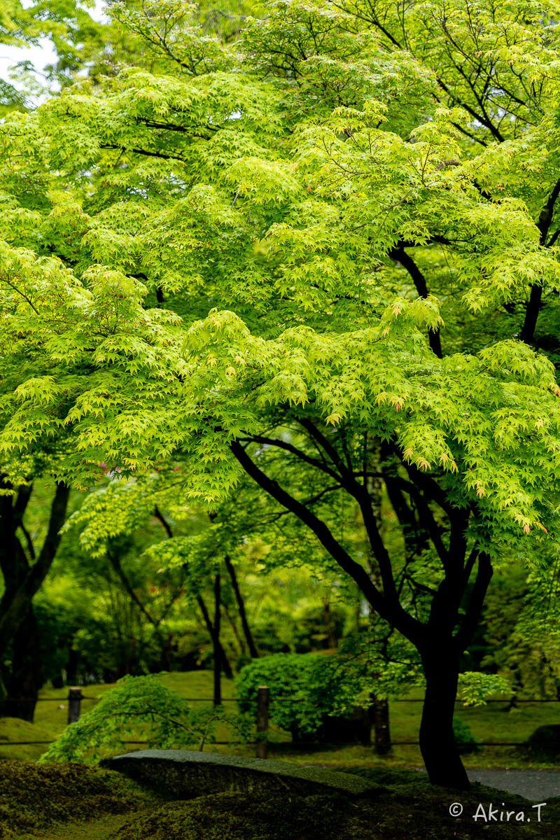 &#127808; 新緑 2019 -3- 永観堂 &#127808;_f0152550_16375713.jpg