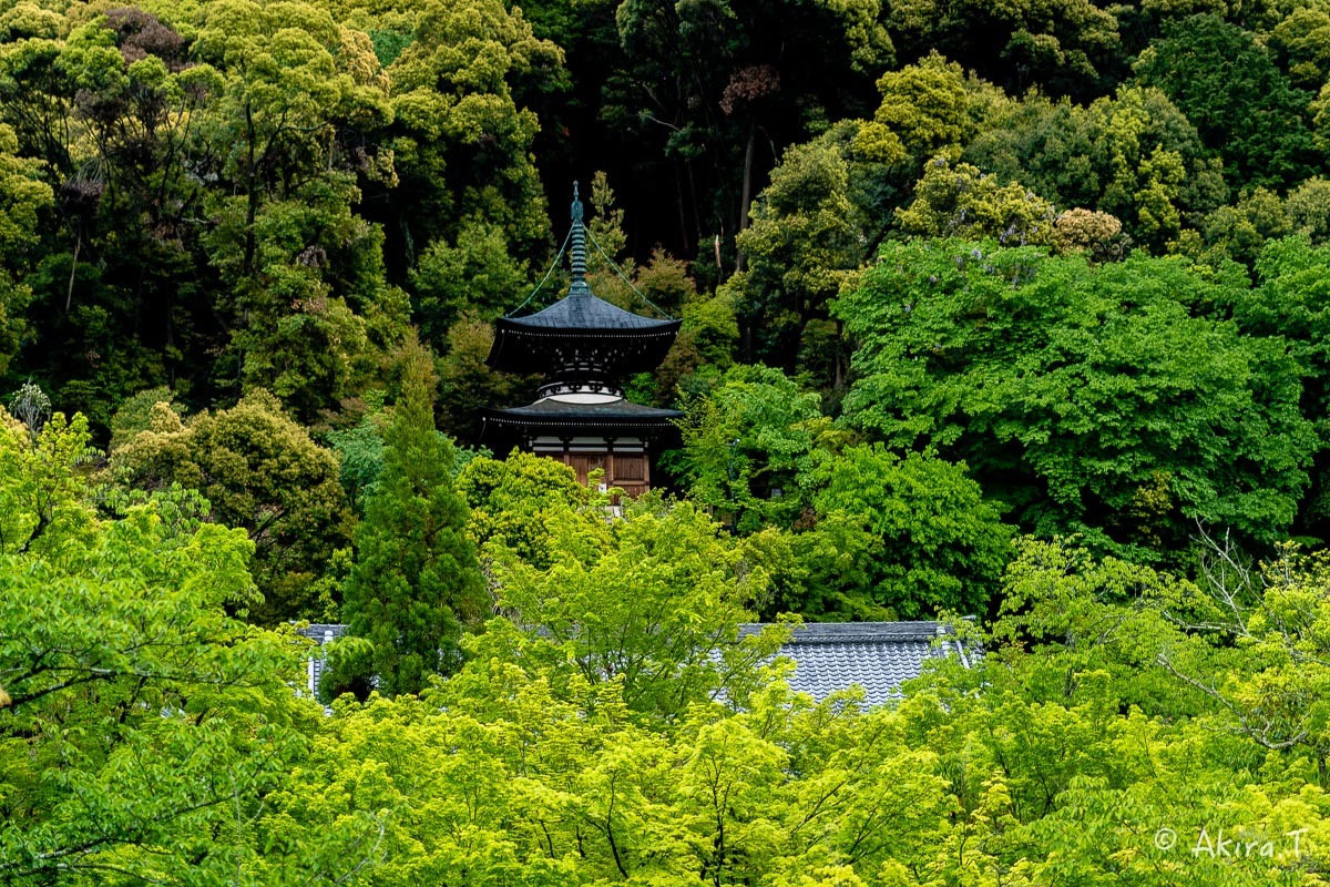 &#127808; 新緑 2019 -3- 永観堂 &#127808;_f0152550_16381906.jpg