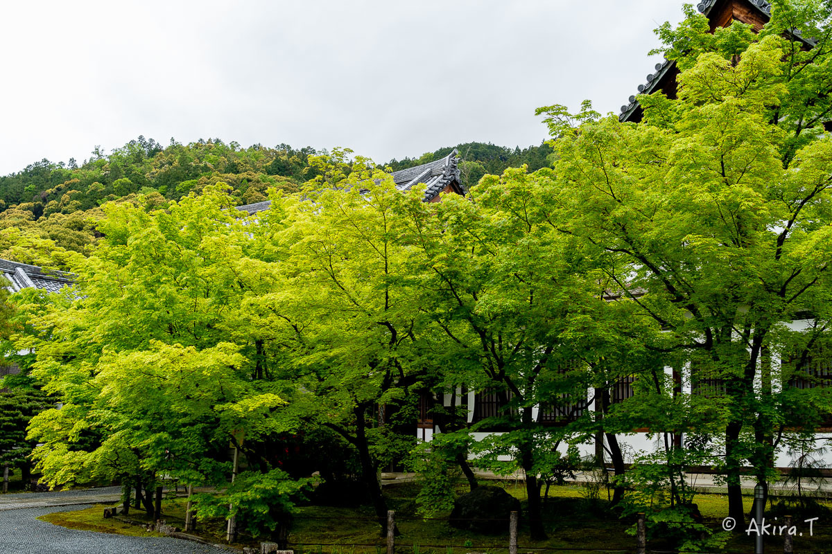 &#127808; 新緑 2019 -3- 永観堂 &#127808;_f0152550_16393905.jpg