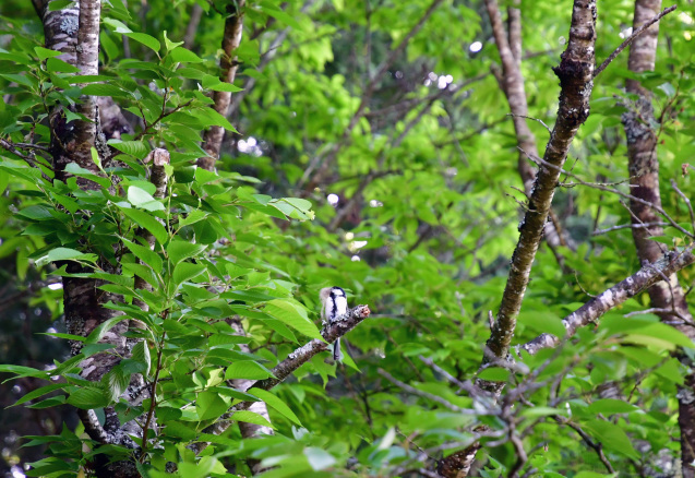 b0214652_11502524.jpg