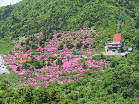 雲仙ミヤマキリシマ情報_c0042869_17403548.jpg