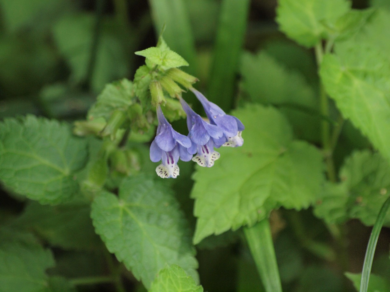 『薬大薬草園と川沿いの花達～』_d0054276_2041191.jpg