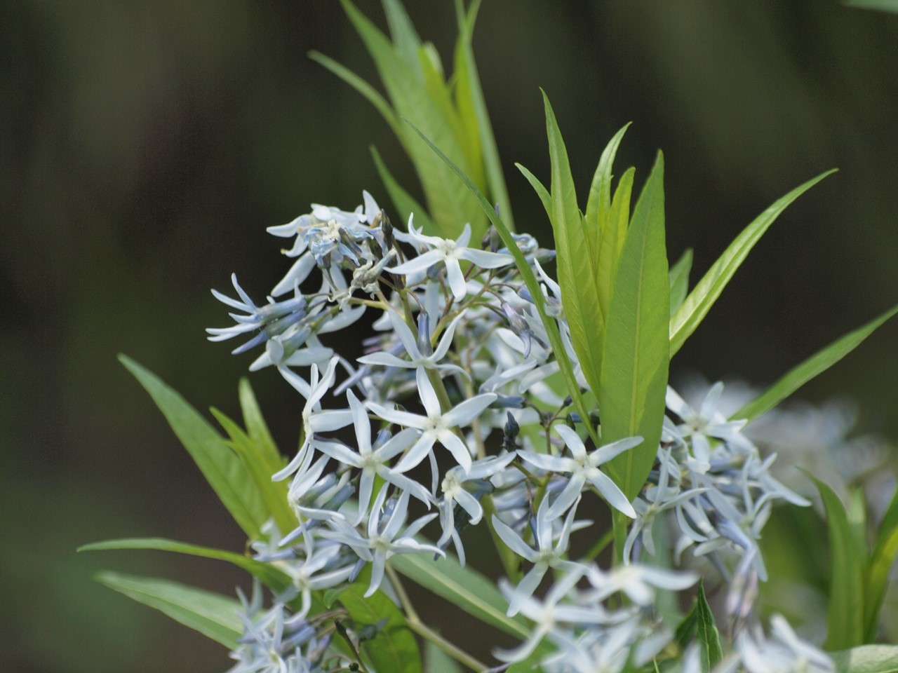 『薬大薬草園と川沿いの花達～』_d0054276_20413438.jpg