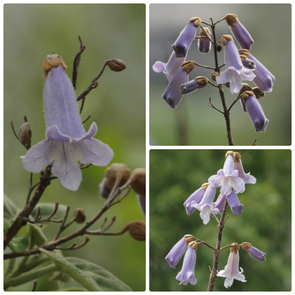 『薬大薬草園と川沿いの花達～』_d0054276_20425041.jpg