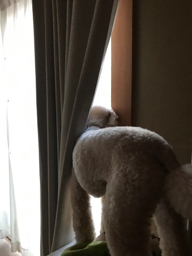 a0216583_23383021.jpeg