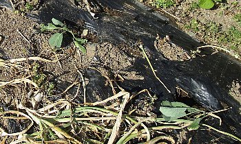 f0003283_07351606.jpg