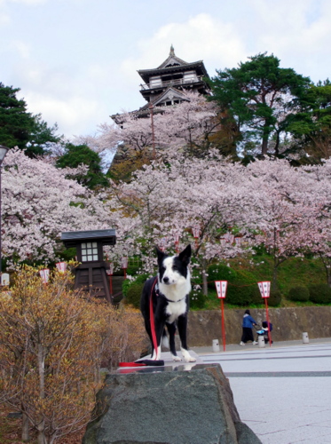 ♥たび in福井_⑦丸岡城_e0050892_22474658.jpg