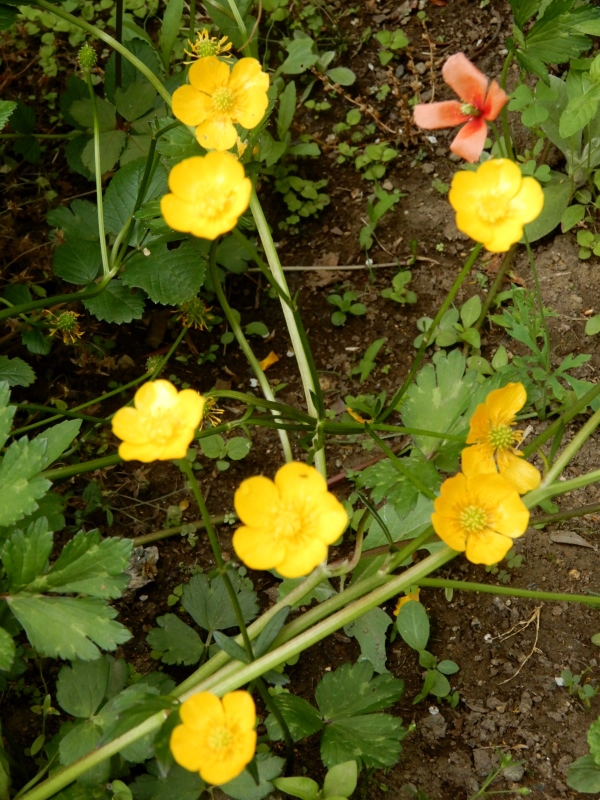 e0025300_21573360.jpg