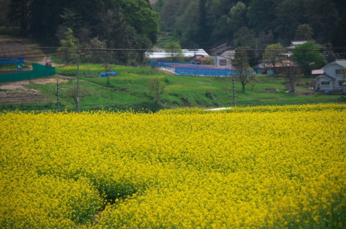 a0263109_10045949.jpg