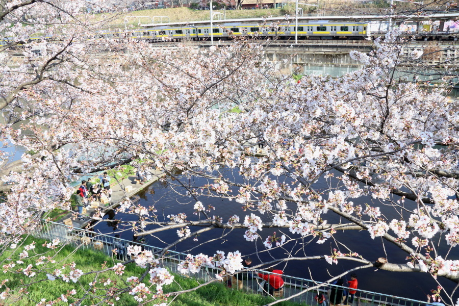 圧倒的桜。平成FINAL_b0190710_00342814.jpg