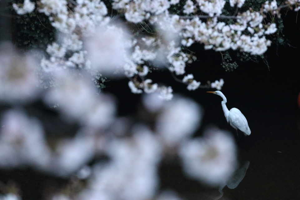 圧倒的桜。平成FINAL_b0190710_00342828.jpg